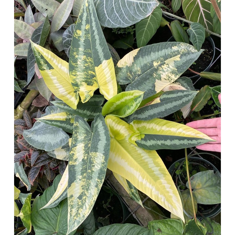 Orchiata Pine Bark for Orchids, Aroids and Tropicals - Classic