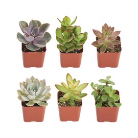 Shop Succulents | Assorted Collection | Live Air Purifying House Plants | Hand Selected Variety Pack of Indoor Foliage, 6-Pack, mix