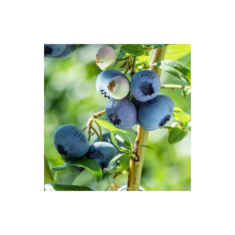Generic Brightwell Blueberry Shrub, Rabbiteye, Abundant Harvests, Vigorous Growth, Ornamental