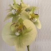 Noveltia Artificial Green Orchid – 2 Stems, 12 Flowers, White