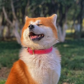 DAIHAQIKO Dog Collar, Genuine Leather Dog Collar, Heavy Duty Dog Collar, Wide Dog Collar for Small Dog, Medium Dog, Large Dog and Extra Large Dog (L: 1.2" Wide for 16.2"-22" Neck, Dual Stitch - Pink)