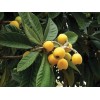 Loquat Tree 20 PCs Loquat Seeds Tropical Tree Sweet Fruit
