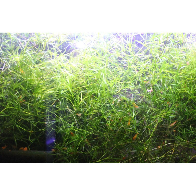 Guppy Grass – Easy Live Plant for Aquariums – Buy