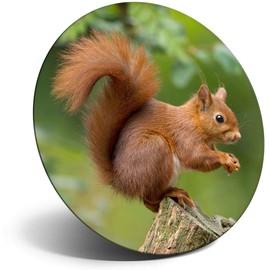 Destination Vinyl ltd Magnet for Refrigerator, Fridge - Cute Red Squirrel Garden Animal for Office, Cabinet and Whiteboard, Magnetic Stickers, 15741