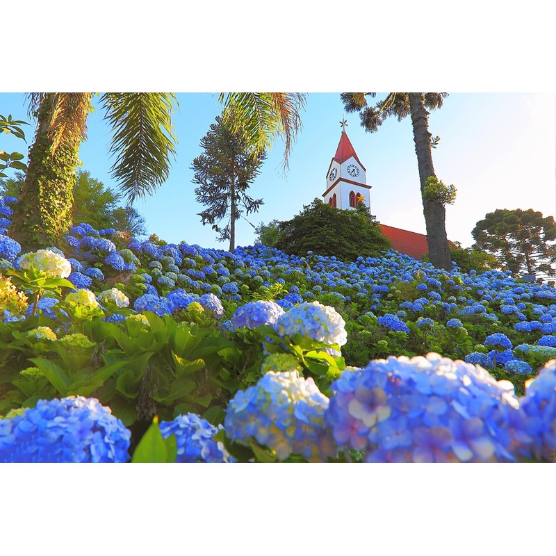 100+ Mix Hydrangea Seeds for Planting Macrophylla Giant Snowball Bonsai