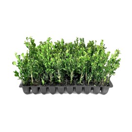 Winter Gem Boxwood | 10 Live Plants | Buxus microphylla Japonica ‘Winter Gem’ | Compact Evergreen Shrubs | Formal Garden Plants for Borders