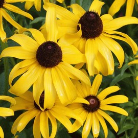 Everwilde Farms - 1 Oz Black-Eyed Susan Native Wildflower Seeds - Gold Vault