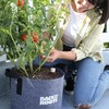 Back to the Roots Self-Watering Terracotta Olla Pot (Pack of