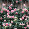 MOCCUROD 100pcs Pink Climbing Rose Vine Seeds - Amazing Growth