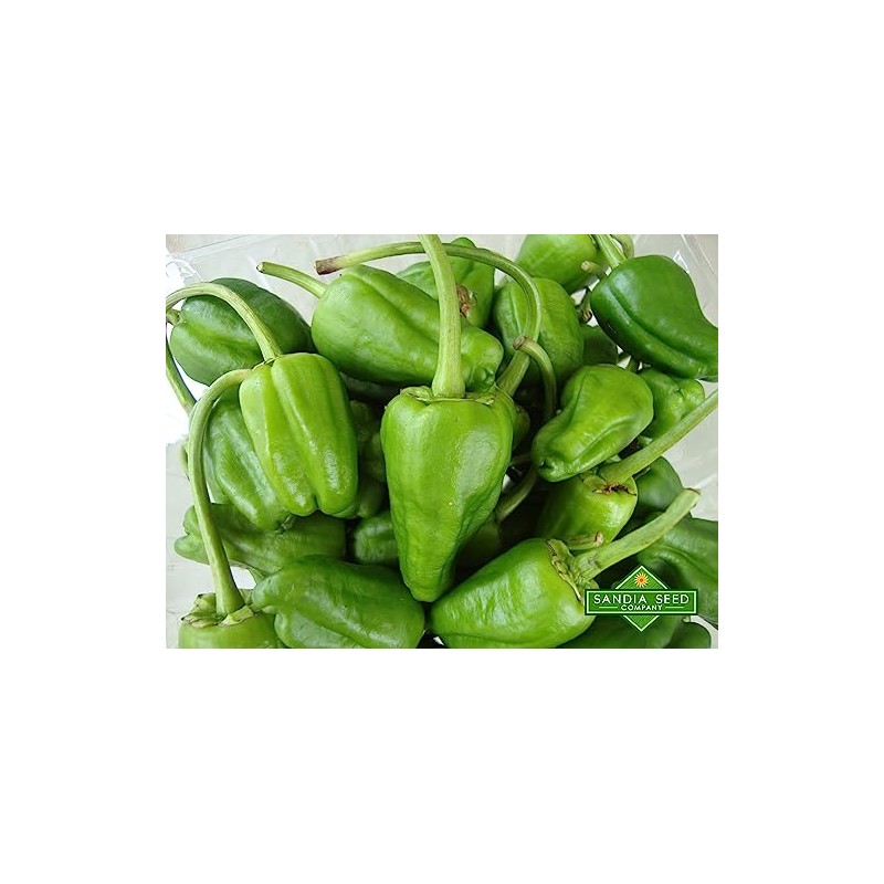 Padron Sweet Pepper Seeds - Famous Spanish Heirloom - 10