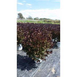 Green Promise Farms Wine & Roses` (Weigela) Shrub, #3-Size Container, Pink Flowers