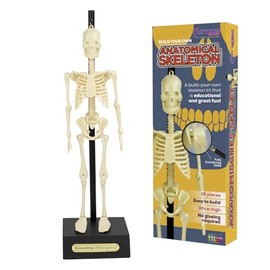 Anatomical Skeleton Model – 30cm High, Perfect for Learning Human Anatomy!