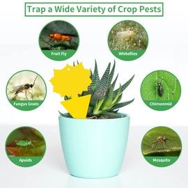 LULUCATCH Fruit Fly Sticky Trap 48 Pack, Safe Gnat Traps for Fruits, Plants, Super Sticky Fly Trap for Indoor, Outdoor, Kitchen, Insect Catcher for White Flies, Mosquitos, Fungus Gnats, Flying Insects