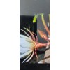 exotic 4 CLIPPINGS-Epiphyllum oxipetalum 'Queen of the Night' - 8"