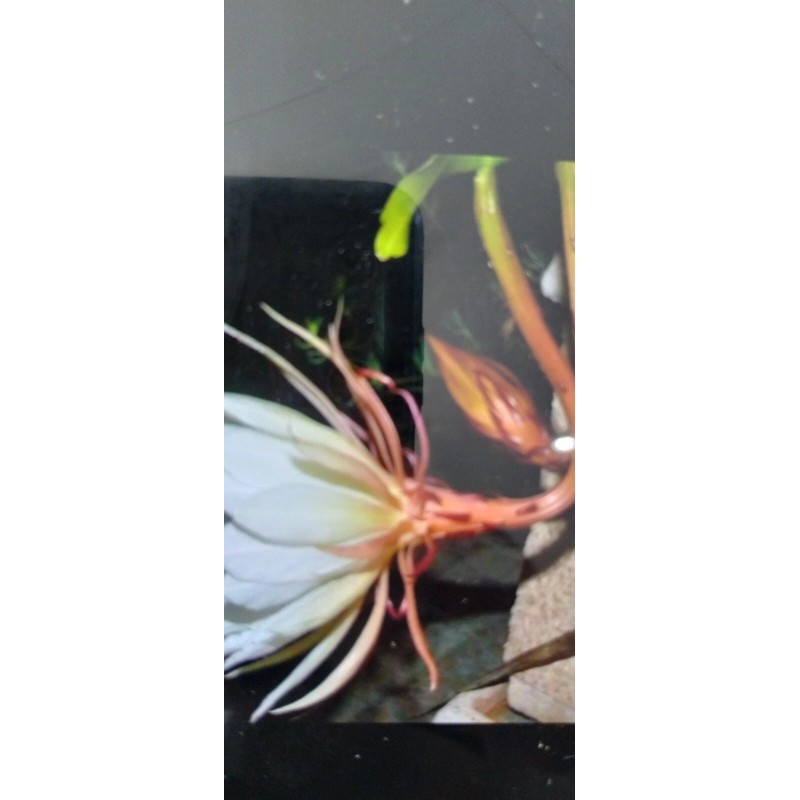 exotic 4 CLIPPINGS-Epiphyllum oxipetalum 'Queen of the Night' - 8"