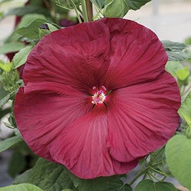 Park Seed Honeymoon Deep Red Hibiscus Seeds