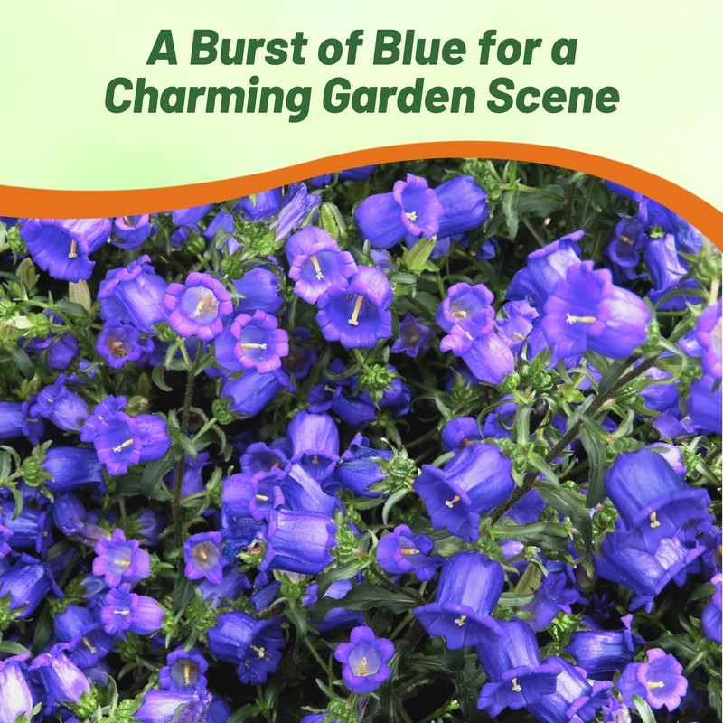 Outsidepride Medium Blue Canterbury Bells Flower Seeds - 10000 Pcs