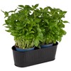 APS 11754 Cutlery Container/Basket, Bread Basket, Plant Basket, 29.5 x