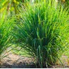400 Lemongrass Indian West Seeds by Mai's Family