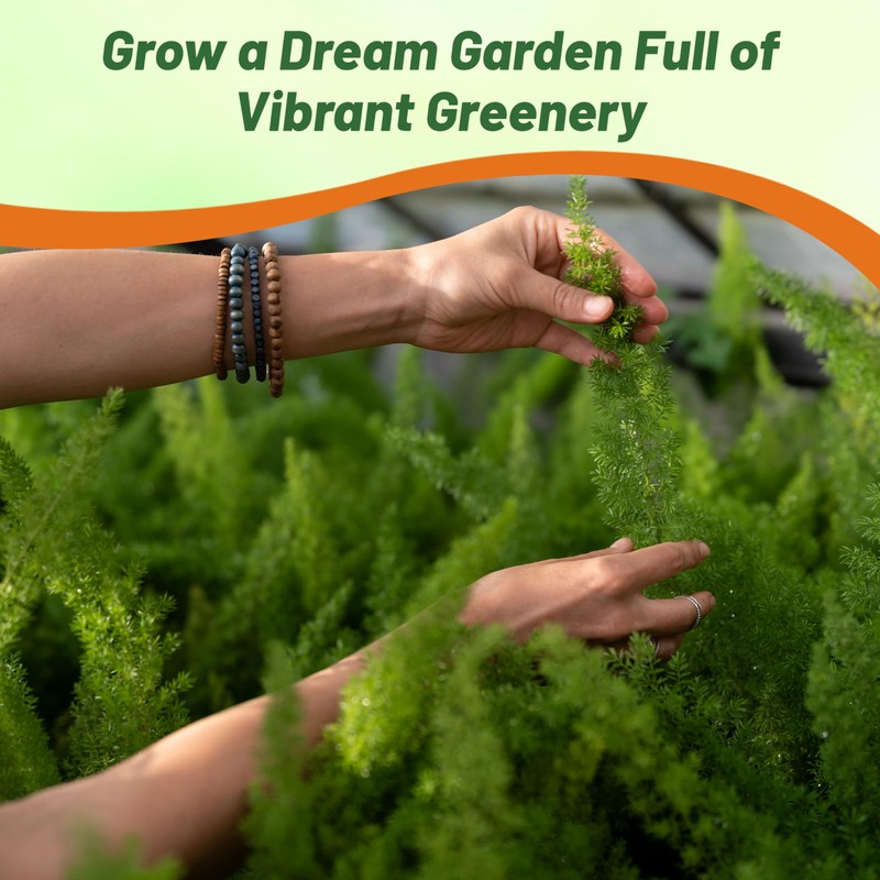 Outsidepride Meyeri Asparagus Fern Seeds - 20 Pcs. Perennial, Easy