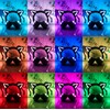 Wireless Cat Ear Headphones (12 Color Changing) with & 3.5mm