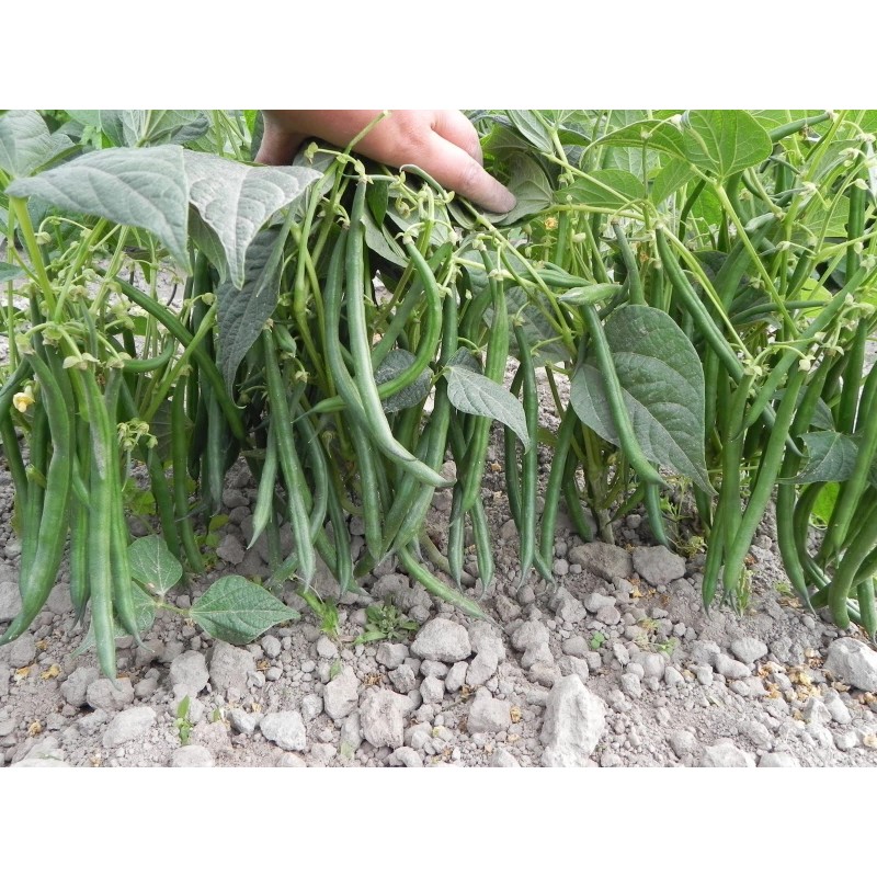 TomorrowSeeds Jade Green Bean Seeds (Bush) | Slender Delicate Haricot