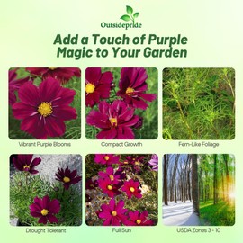 Outsidepride Sonata Purple Cosmos Bipinnatus Seeds - 50 Pcs Annual, Easy to Grow & Drought Tolerant, Flower Seeds for Planting w/Compact Mounded Blooms, Ideal for Cut Flower & Wildflower Meadows