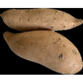 Unknown Fresh White Sweet Potatoes Yams - White Flesh - By The Pound - USA Produce Yam - 10 Pounds