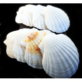 Florida Shells and Gifts 8 LG White Irish Baking Scallop Shells (4-4.5") Restaurant Quality Beach Dining