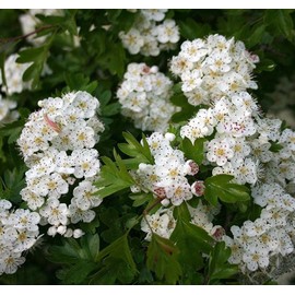 Crataegus monogyna (Single Seed English Hawthorn) Tree Seed, White, Cream, Pink Flowers, red Fruits, You Choose The Quantity (5 Packs)