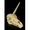 Figuren Shop GmbH Unicorn Fantasy Skull | Gothic Head Sculpture,
