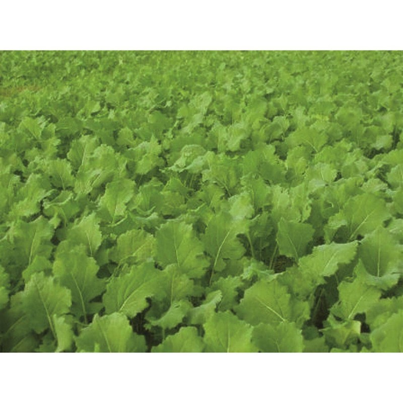 Whitetail Institute Tall Tines Tubers, 12 LB