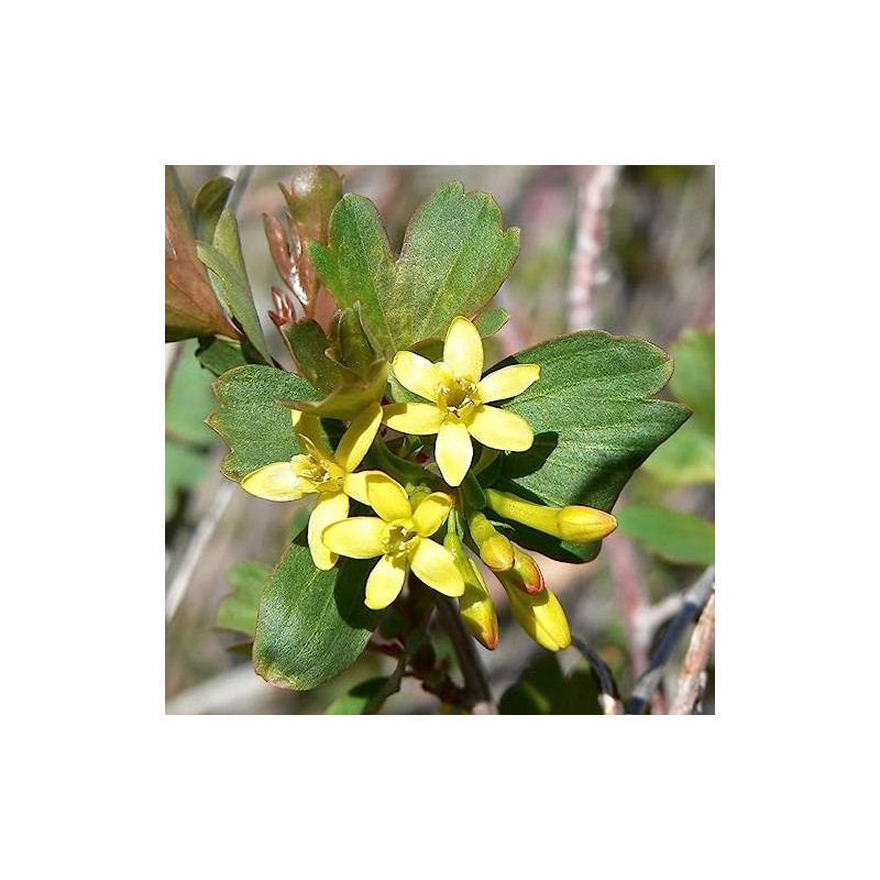 Palm Beach Medicinal Herbs - Golden Currant (Ribes aureum) -