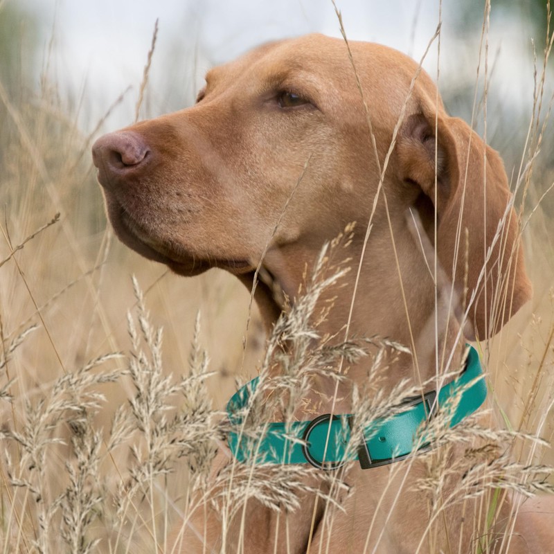 Dogline Biothane Waterproof Dog Collar Strong Coated Nylon Webbing with