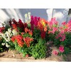 RAISE ME UP: Snapdragon Magic Carpet Mix Low Dwarf Delphinium