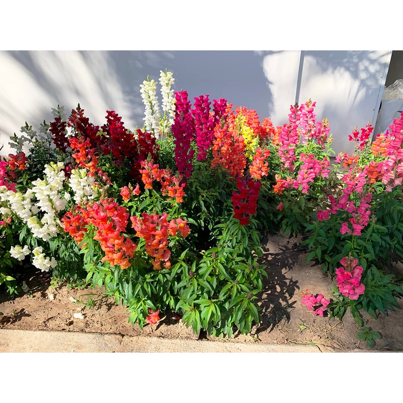 RAISE ME UP: Snapdragon Magic Carpet Mix Low Dwarf Delphinium