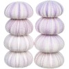 Sea Urchin Purple Sea Urchin Shell 8 Purple Sea Urchin