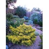 Juniper Saybrook Gold | 4 Live Gallon Size Plants |