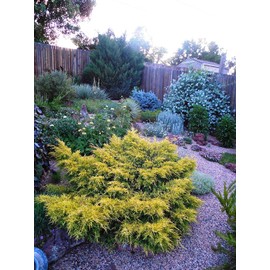 Juniper Saybrook Gold | 4 Live Gallon Size Plants | Juniperus Chinensis | Cold Hardy Evergreen Groundcover