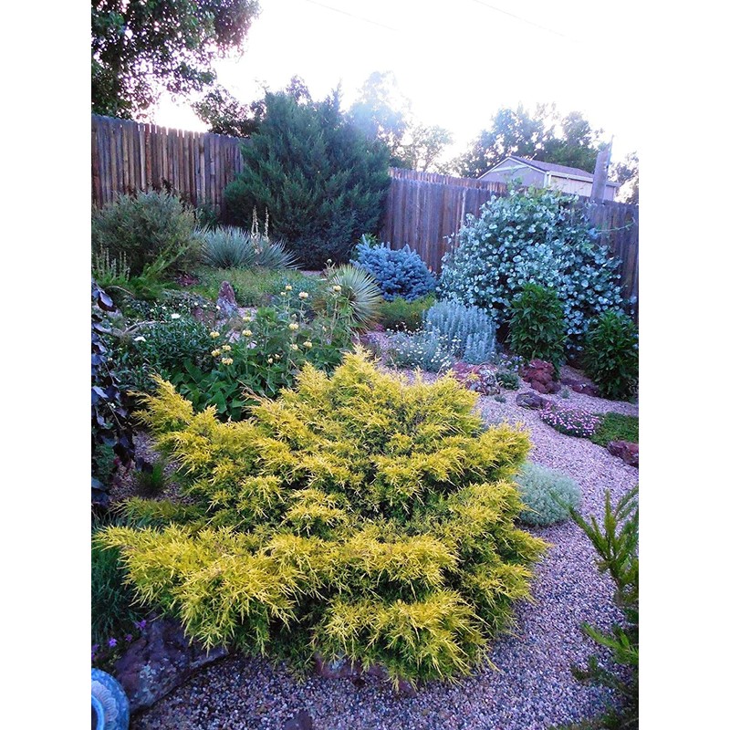 Juniper Saybrook Gold | 4 Live Gallon Size Plants |