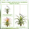 Xelsluthe 12 Pcs Air Plants Live Holders with Jute Ropes,