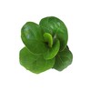 Plants for Pets Ficus Lyrata Fiddle Leaf Fig Plant, House