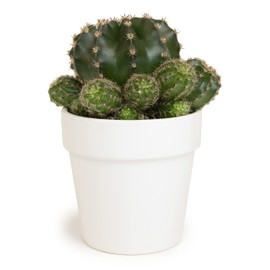 Cactus Plants Live in White Succulent Planter Pot, Live Cactus in Cactus Soil Potting Mix, Live Mini Cactus Succulents Plants Live Cacti, Cactus Live Succulents in Cactus Plant Pot by Plants for Pets