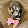 SPOT Soothers Warm Hug Bone - Calming Plush Dog Toy