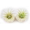 Florida Shells and Gifts 2 Beautiful Air Plants in Gator