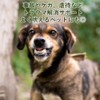 Flower Essence (DTW) [Environment Support Forpet] Flower Essence for Pets