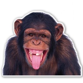 Chimp Funny Monkey Vinyl Sticker - Car Phone Helmet - Select Size