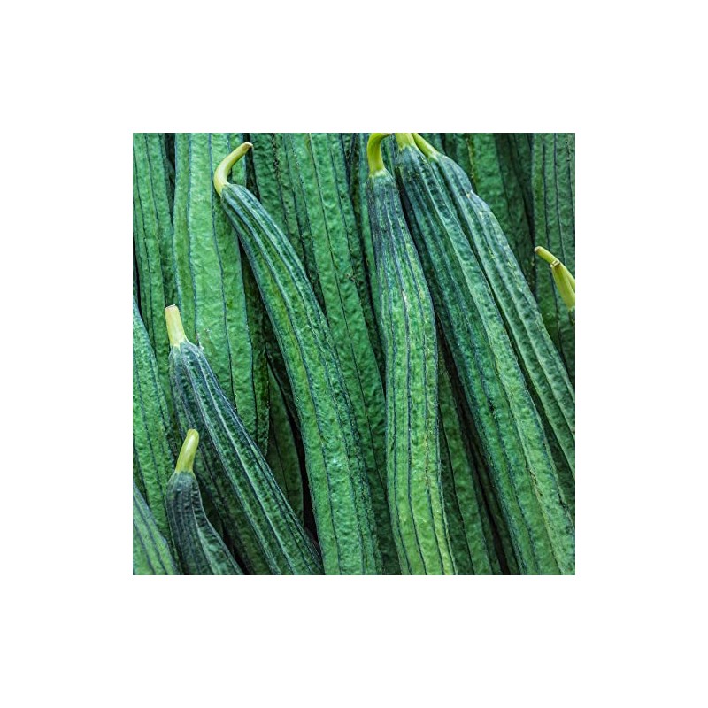 Gourd Seeds - Yu Sing - Hybrid - 1 Oz