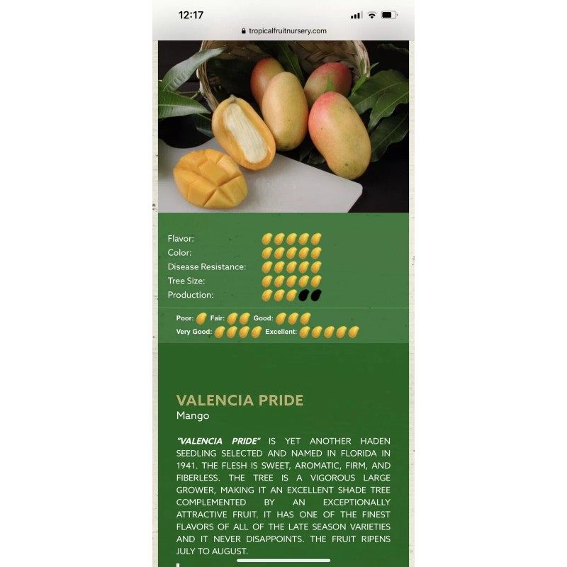 Tree VALENCIA PRIDE MANGO TREE GRAFTED (3-4 Feet Tall)