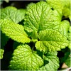 Seed Needs, Lemon Balm Herb Seeds for Planting (Melissa officinalis)